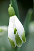 GALANTHUS VIRIDAPICE SNOWDROPS