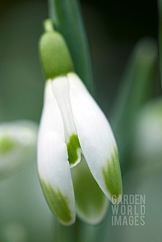 GALANTHUS_VIRIDAPICE_SNOWDROPS