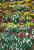 GALANTHUS NIVALIS  WITH ERANTHIS HYEMALIS