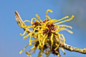 HAMAMELIS MOLLIS NYMANS