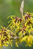HAMAMELIS MOLLIS NYMANS
