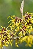 HAMAMELIS MOLLIS NYMANS