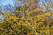 HAMAMELIS MOLLIS COOMBE WOOD