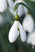 GALANTHUS MAGNET  SNOWDROP