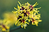 HAMAMELIS X INTERMEDIA RIPE CORN