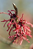 HAMAMELIS X INTERMEDIA DIANE