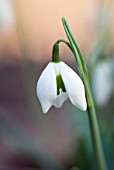 GALANTHUS GREATOREX, SNOWDROP