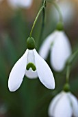 GALANTHUS MAGNET SNOWDROP