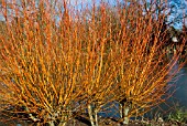 SALIX YELVERTON