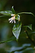 SARCOCOCCA CONFUSA