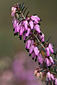 ERICA CARNEA LOUGHRIGG