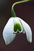 GALANTHUS S ARNOTT SNOWDROP