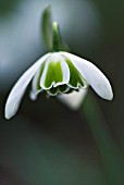 GALANTHUS S ARNOTT SNOWDROP