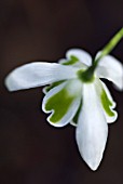 GALANTHUS S ARNOTT SNOWDROP