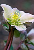 HELLEBORUS X ERICSMITHII