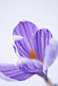 CROCUS VERNUS PICKWICK