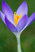 CROCUS TOMMASINIANUS