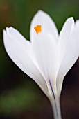 CROCUS VERNUS JEANNE DARC