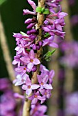 DAPHNE MEZEREUM RUBRA