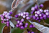 CALLICARPA BODINIERI VAR GIRALDII PROFUSION