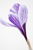 CROCUS VERNUS PICKWICK