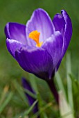 CROCUS VERNUS REMEMBRANCE