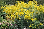 SOLIDAGO GOLDEN WINGS