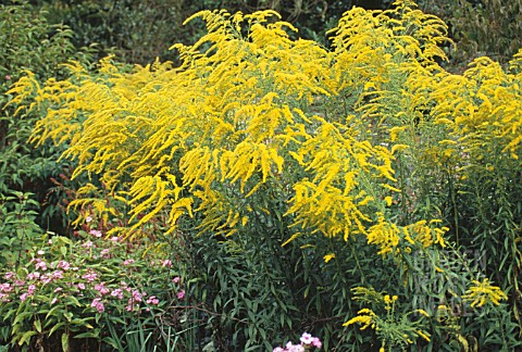 SOLIDAGO_GOLDEN_WINGS