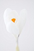 CROCUS VERNUS JEANNE DARC