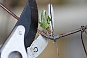 CLEMATIS PRUNING USING SECATEURS