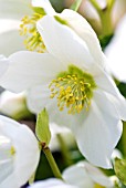 HELLEBORUS NIGER