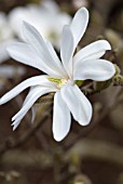 MAGNOLIA STELLATA STAR