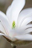 MAGNOLIA STELLATA STAR