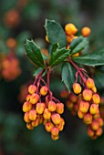 BERBERIS X STENOPHYLLA