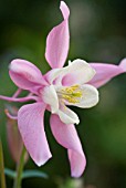 AQUILEGIA SPRING MAGIC ROSE AND WHITE COLUMBINE