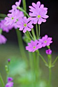 PRIMULA CORTUSOIDES PRIMADIENTE