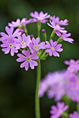 PRIMULA CORTUSOIDES PRIMADIENTE