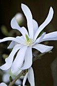 MAGNOLIA STELLATA STAR