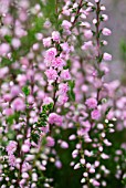 CALLUNA VULGARIS J H HAMILTON