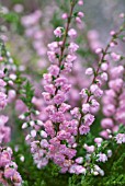 CALLUNA VULGARIS STRAWBERRY DELIGHT