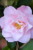 CAMELLIA JAPONICA LILAC TINT