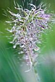 PENNISETUM ALOPECUROIDES HAMELN WITH MORNING DEW