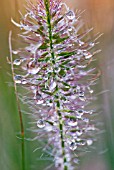 PENNISETUM ALOPECUROIDES HAMELN WITH MORNING DEW