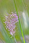 PENNISETUM ALOPECUROIDES HAMELN WITH MORNING DEW