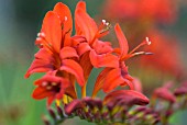 CROCOSMIA LUCIFER