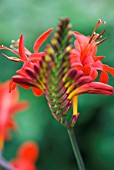 CROCOSMIA LUCIFER