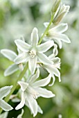 ORNITHOGALUM NUTANS