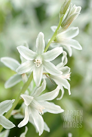 ORNITHOGALUM_NUTANS