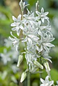 ORNITHOGALUM NUTANS