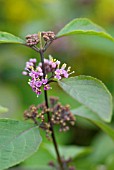 CALLICARPA BODINIERI PROFUSION